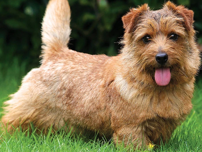 Norfolk Terrier görseli 2