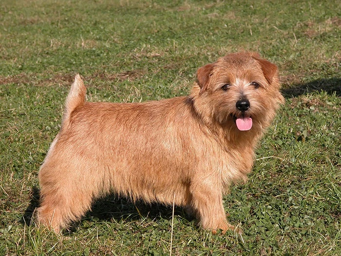 Norfolk Terrier 5