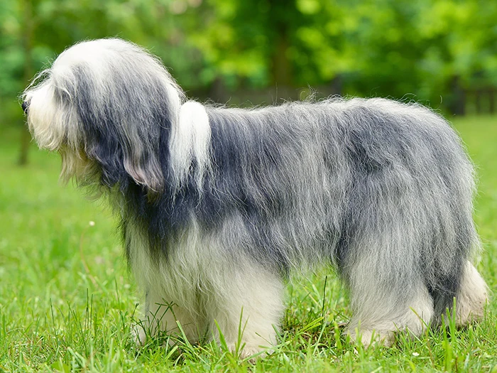 Old English Sheepdog