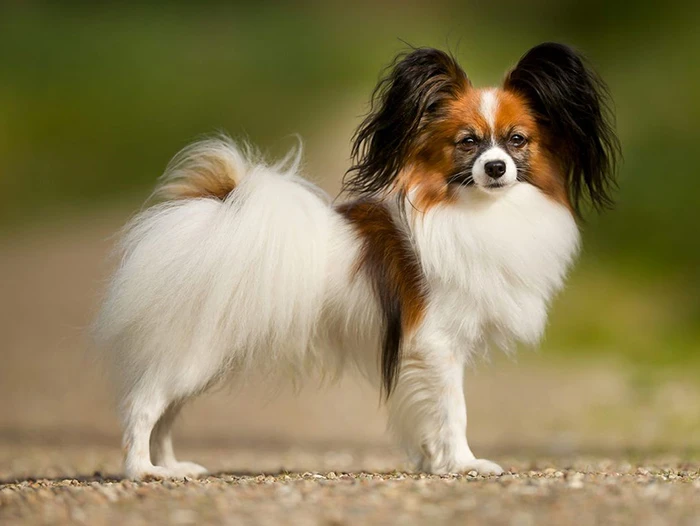 Papillon