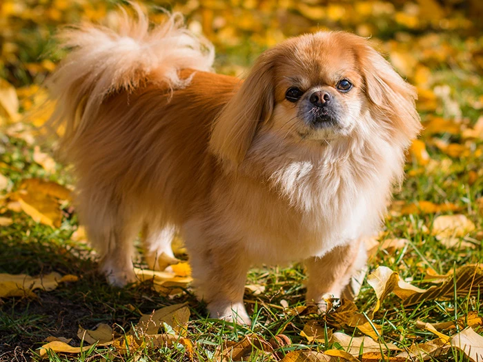 Pekingese