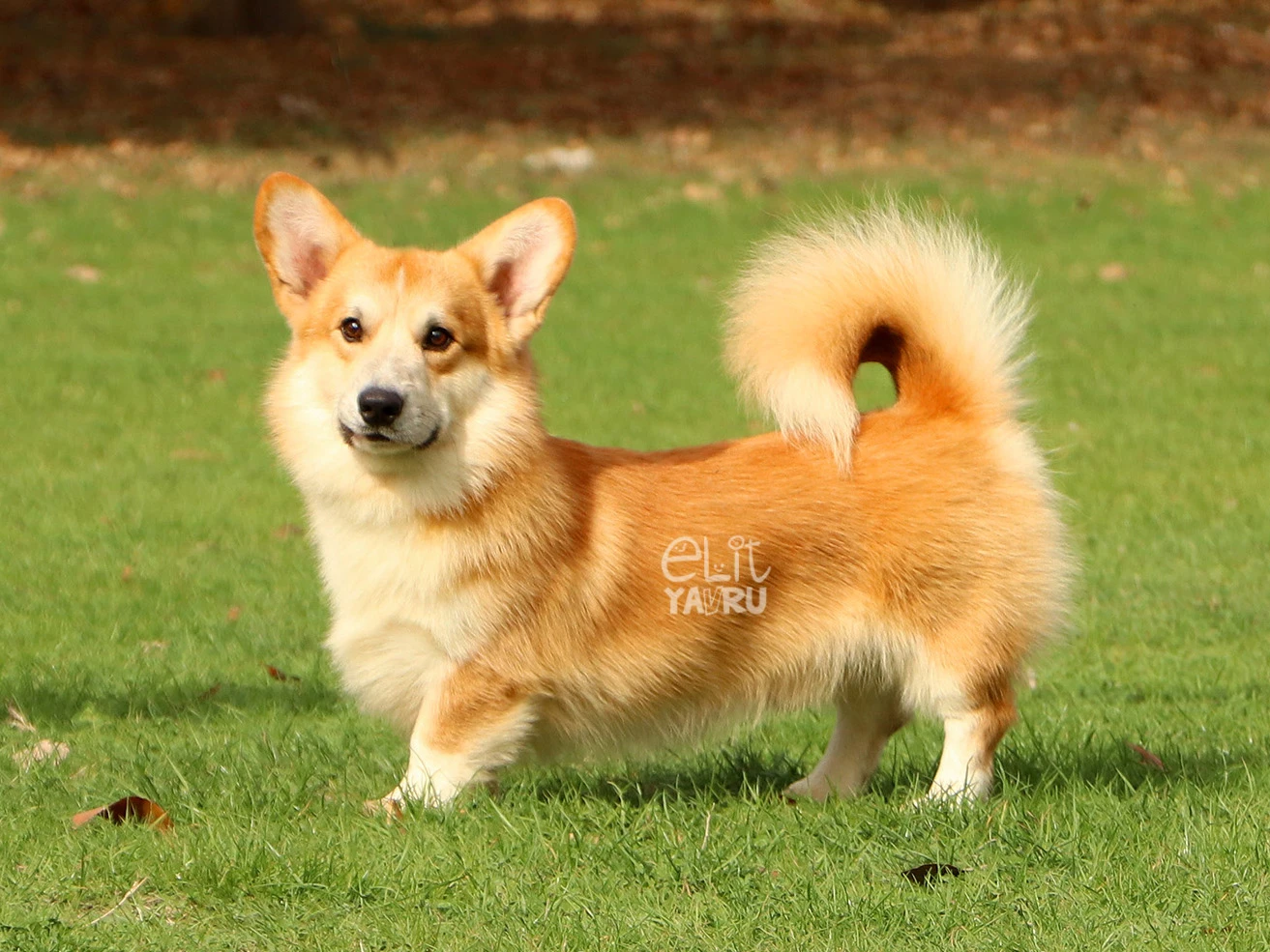 Pembroke Welsh Corgi