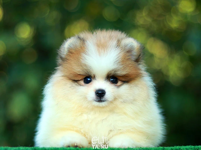  Pomeranian 6