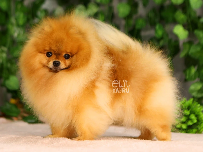 Pomeranian