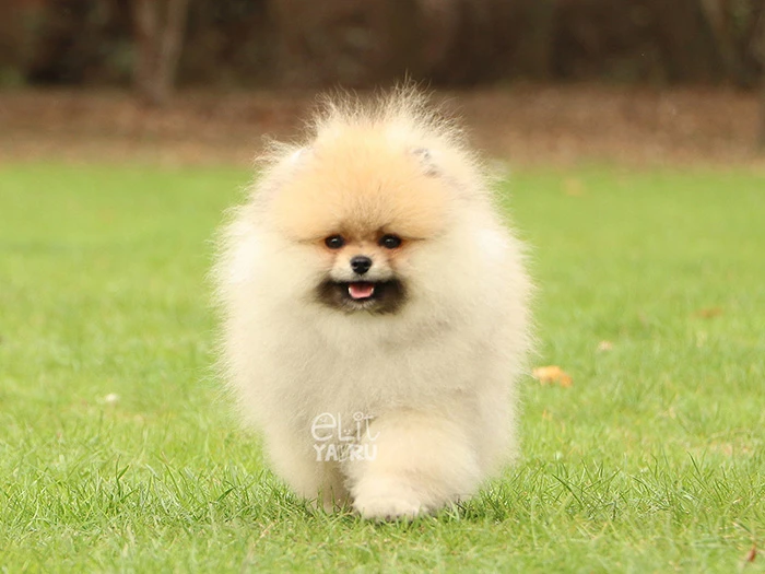  Pomeranian 5