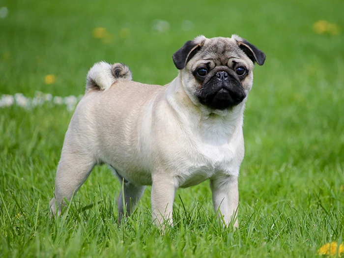 Pug (Mops)