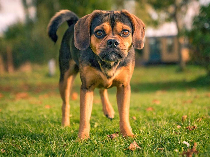 Puggle görseli 1