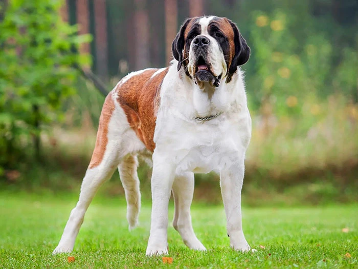 Saint Bernard