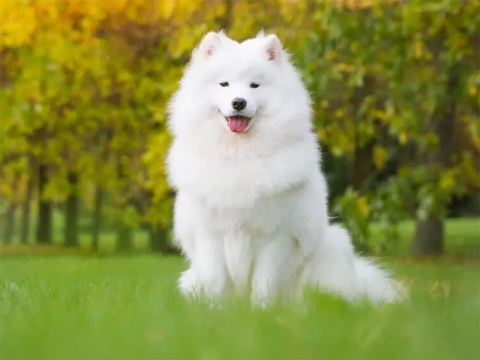 Samoyed görseli 1