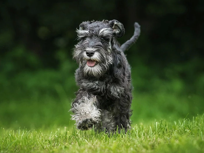 Schnauzer 6