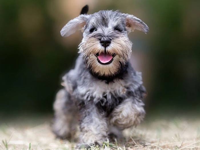 Schnauzer 3