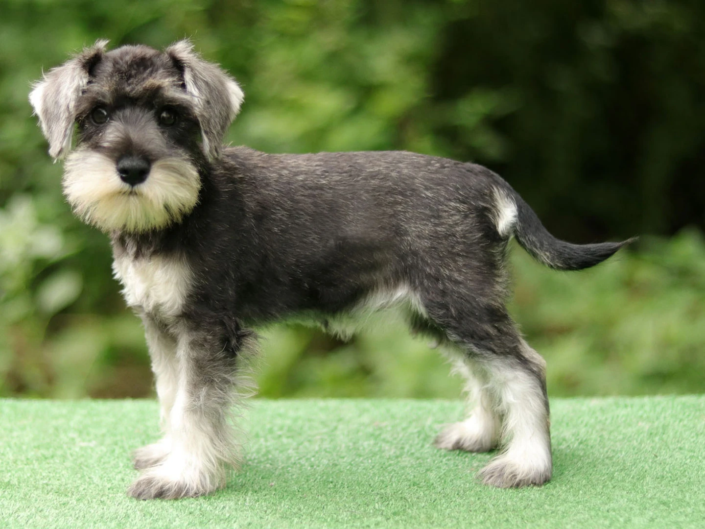 Schnauzer