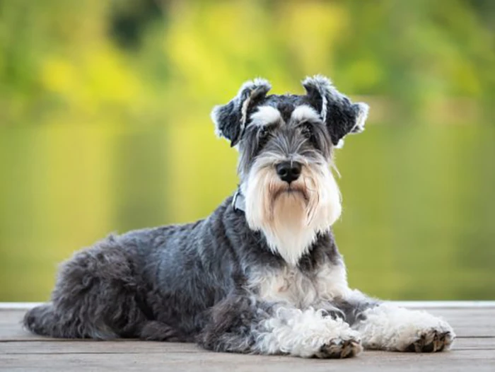 Schnauzer 2