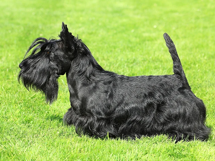 Scottish Terrier görseli 1