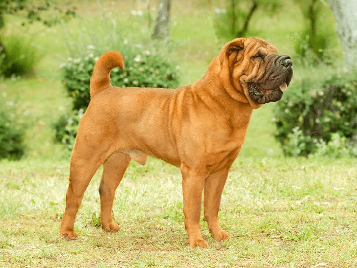 Shar Pei