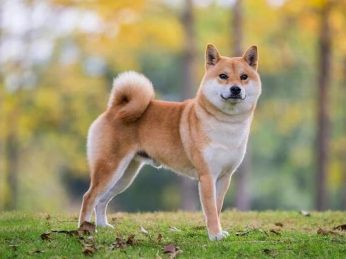 Shiba Inu