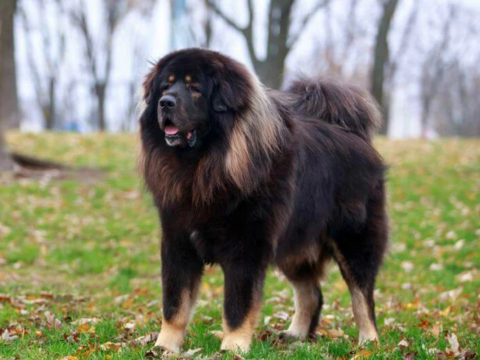 Tibet Mastiff