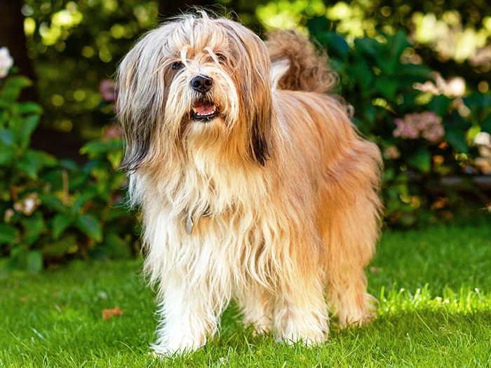 Tibetan Terrier görseli 1