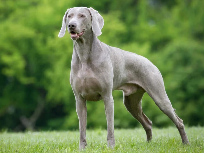 Weimaraner görseli 1