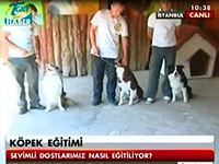 Köpek eğitimlerini Tgrt Haber'de anlattık