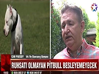 Ruhsatı olmayan Pitbull besleyemeyecek