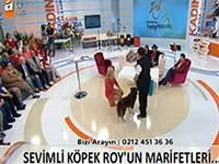 Yeni aktör köpeğimiz Roy Atv'de ilk programına çıktı