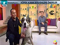 Dev Fifi ile minik Fındık Ntv'de