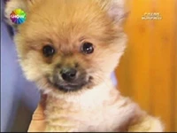 Boo ismiyle bilinen Pomeranian ırkı Pazar Sürprizinde