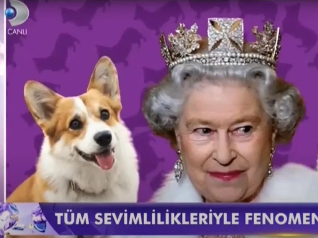 Kanal D Magazin ekranlarında Corgi ırkı hakkında açıklamalarda bulunduk