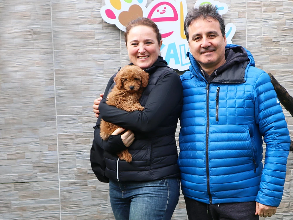 Akgül Ailesi, Toy Poodle elit yavrularına kavuştular