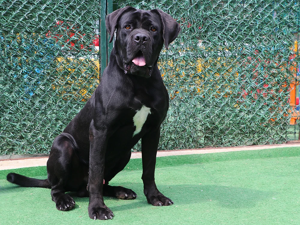 Asil dostumuz Cane Corso Ares, çiftliğimizde misafirimiz