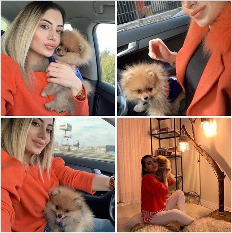 Baloğlu Ailesi ve Pomeranian elit yavruları çok mutlu