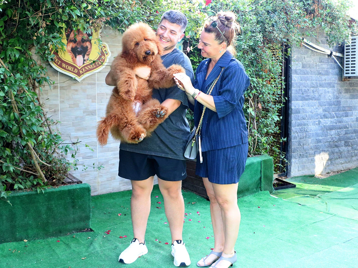 Sevgili Bengü Hanım ve ailesi Labradoodle yavrularına kavuştular