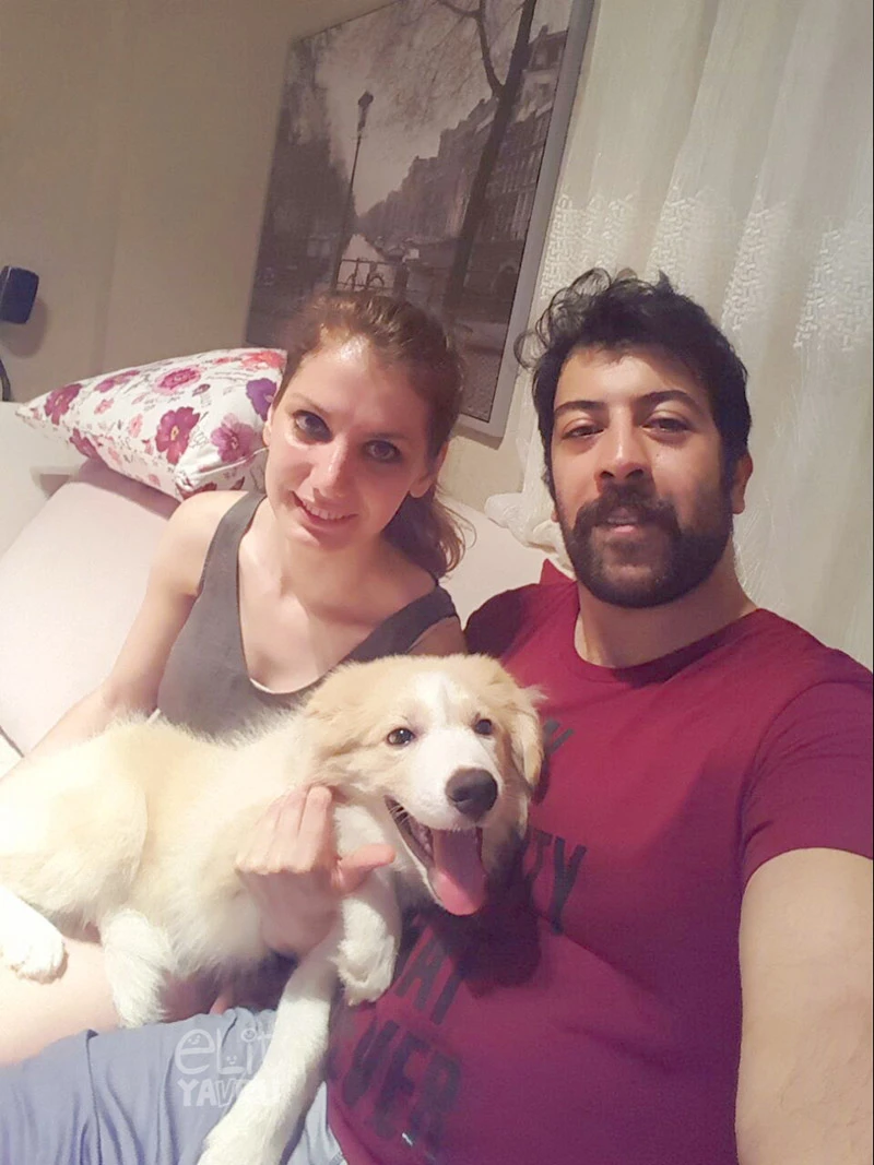 Bilal Bey ve ailesinin yeni üyesi krem beyaz Border Collie