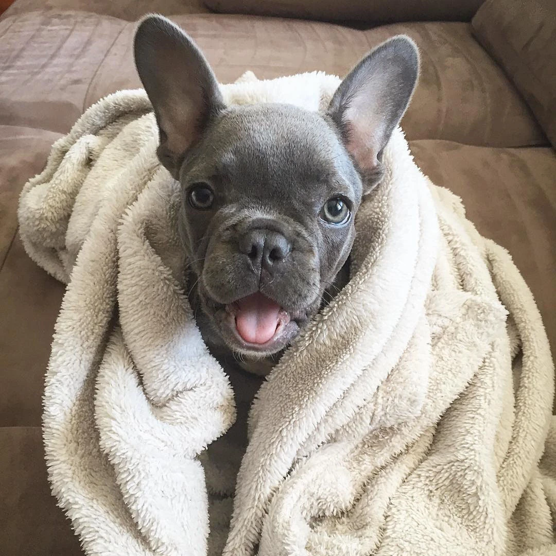 Blue French Bulldog Brooklyn'in Maceraları