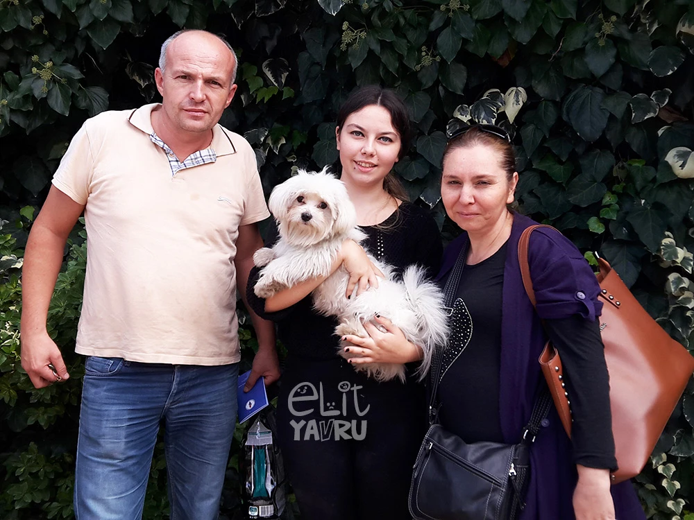 Bülent Bey ve ailesinin Maltese Terrier dostu