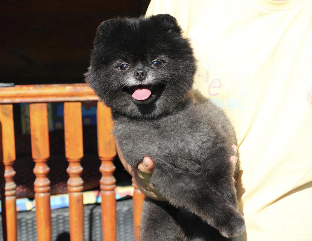 Bursa'dan Murat Bey ve ailesinin Siyah Pomeranian dostu Bond misafirimiz oldu