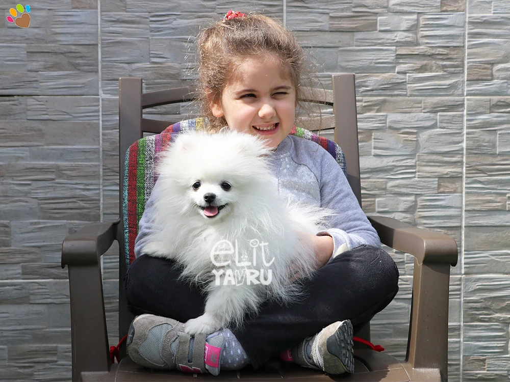 Çakırlı Ailesi, Pomeranian yavruları Snow'a kavuştu