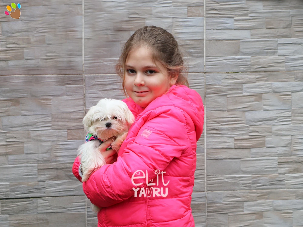 Cansız Ailesi, Maltese Terrier elit yavrularına kavuştu