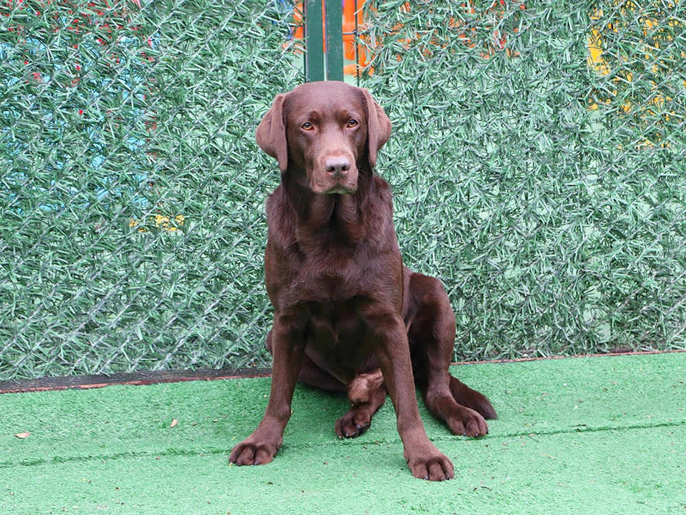 Chocolate Labrador Chuck, pansiyonumuzu çok sevdi