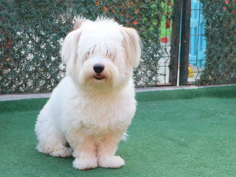 Coton de Tulear Romeo, pansiyonumuzda bizimleydi