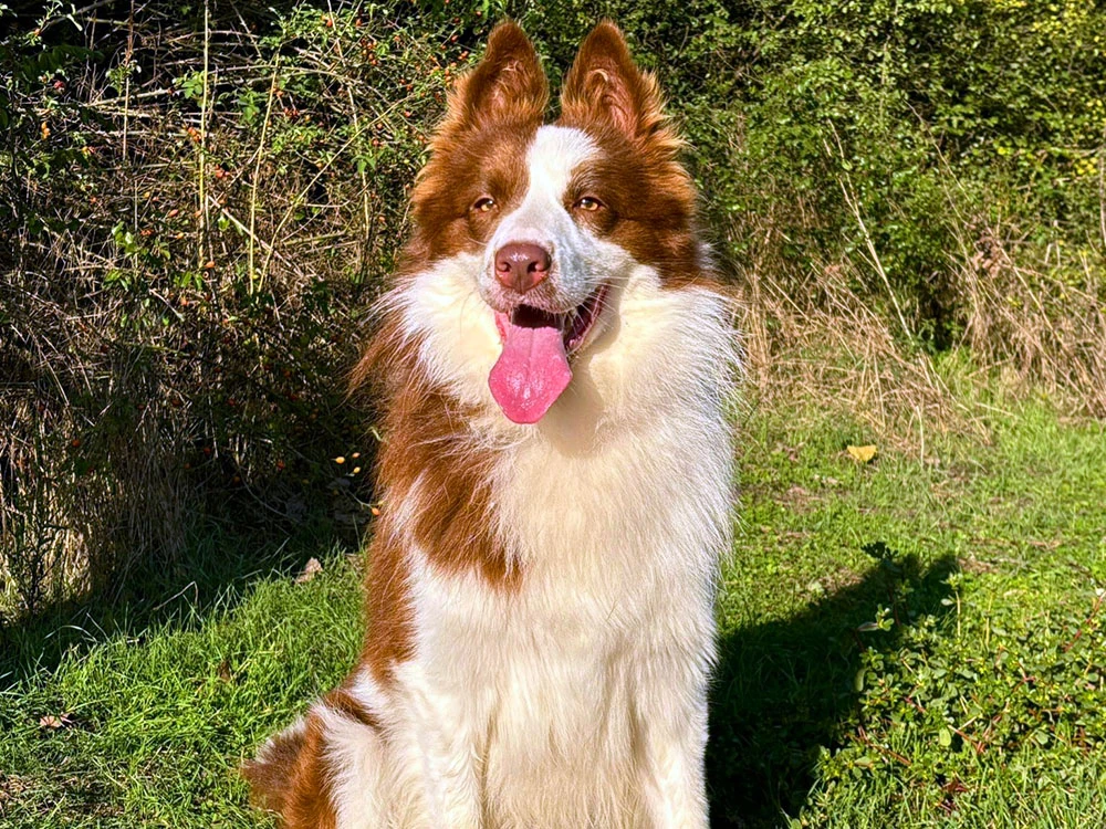 Border Collie Buddy Tatilde