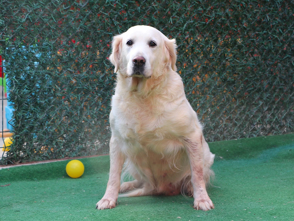 Düzenli pansiyonerlerimizden Golden Retriever Susi