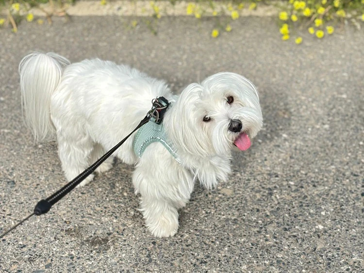 Elit Yavru Pet Otelimizin Sevimli Misafiri Luca