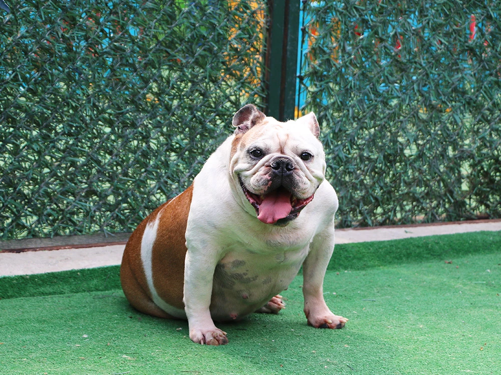 English Bulldog Lokum, pansiyonumuzda çok keyifli