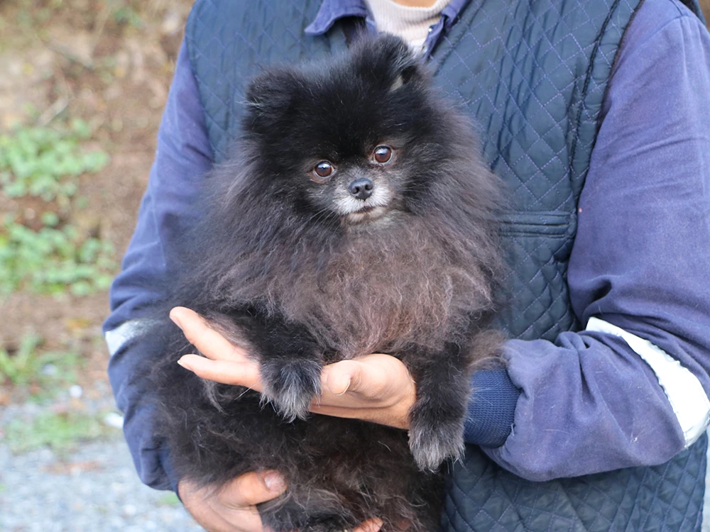 Epiri Ailesi'nin Pomeranian Bond'u pansiyon misafirimiz