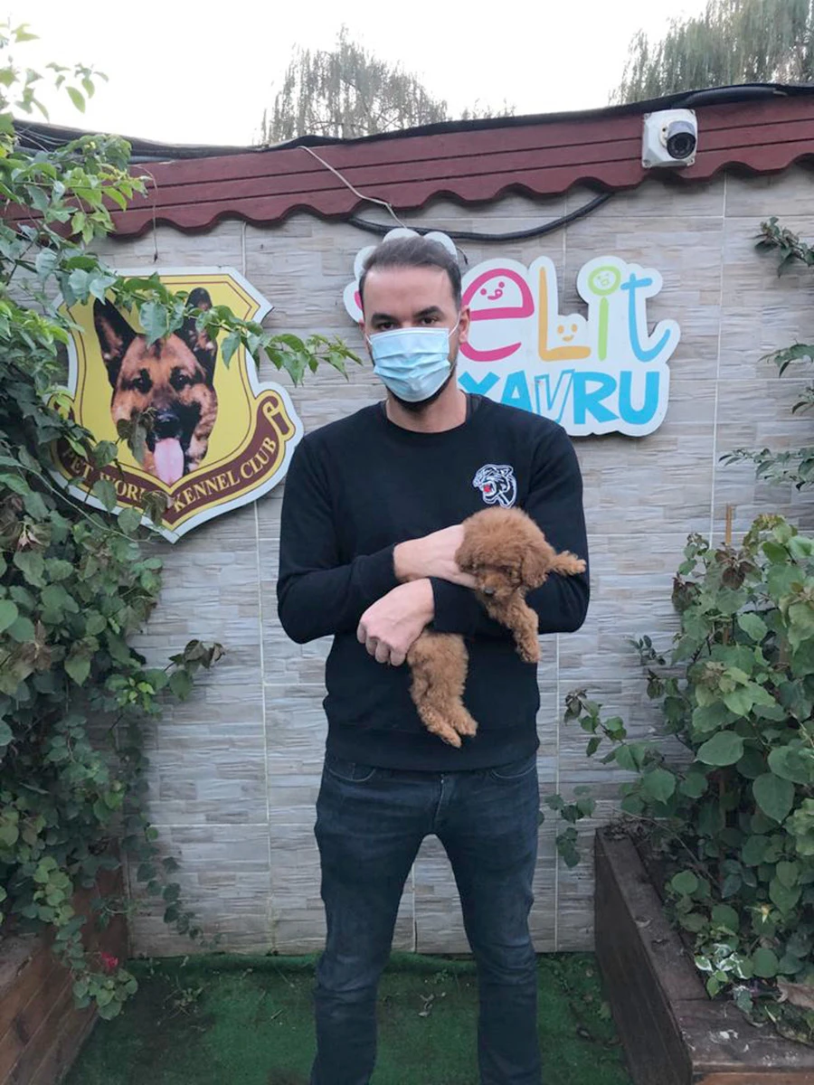 Erhan Bey Red brown Poodle yavrusuna kavuştu