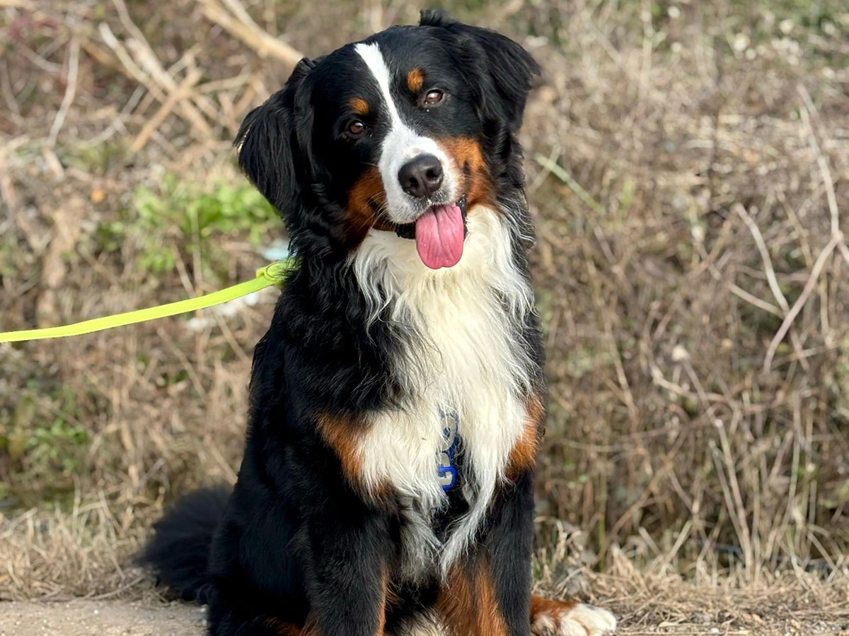 Bernese Barney Tatilde