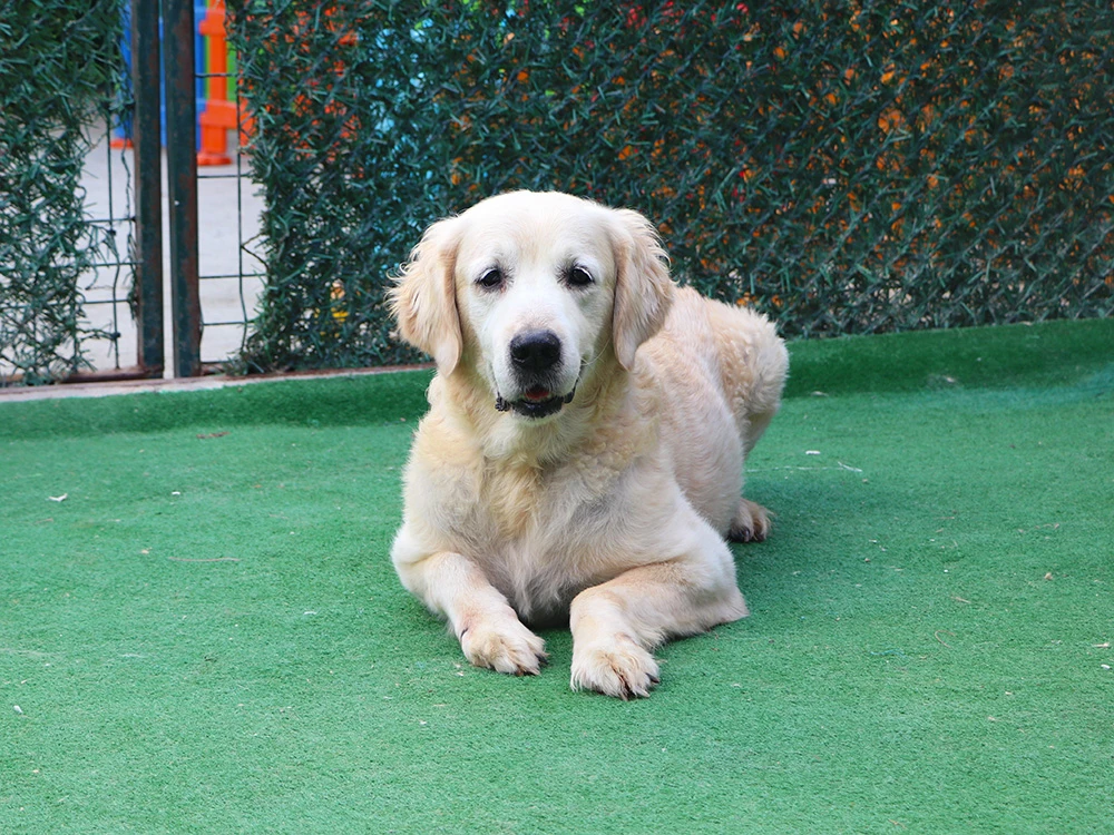 Golden Retriever Carlo, pansiyonumuzda bizimleydi