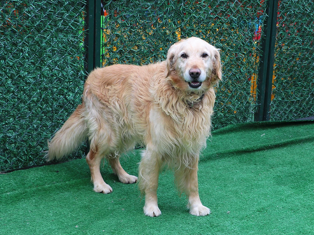 Golden Retriever Carlo pansiyonumuzda çok mutlu